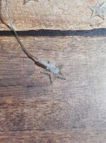 ریسه ستاره ای شکل ظاهری