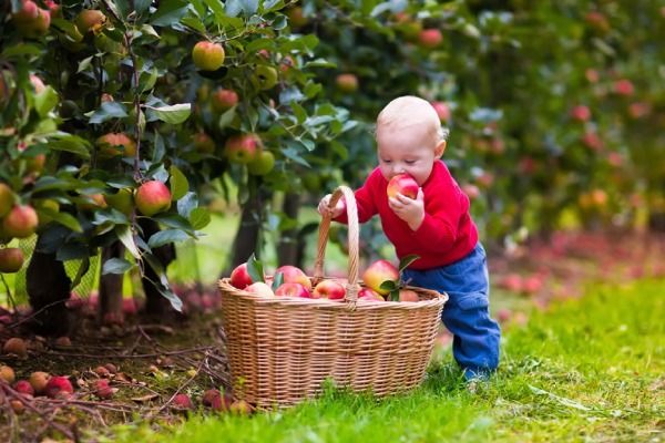 خواص سیب برای نوزاد 5 فواید سیب برای نوزادان